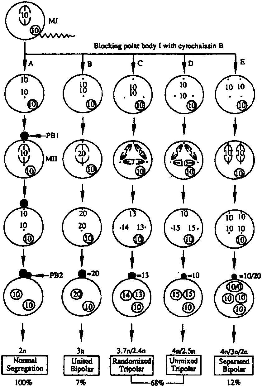 第四節(jié) 貝類的多倍體育種